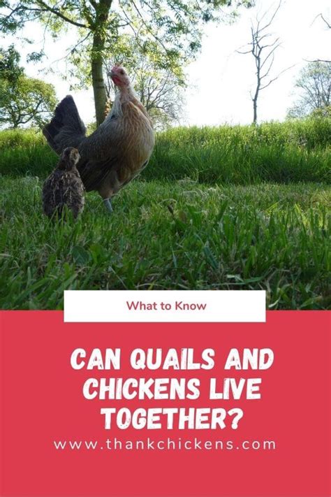 do quails and chickens get along|can chickens live with quail.